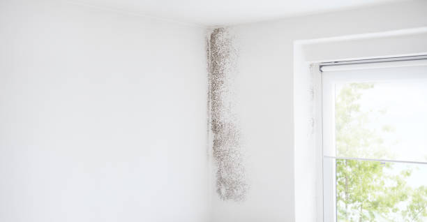 Professional Mold Removal in Bloomington, TX